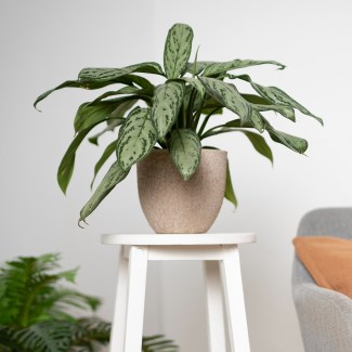 Image Slider
